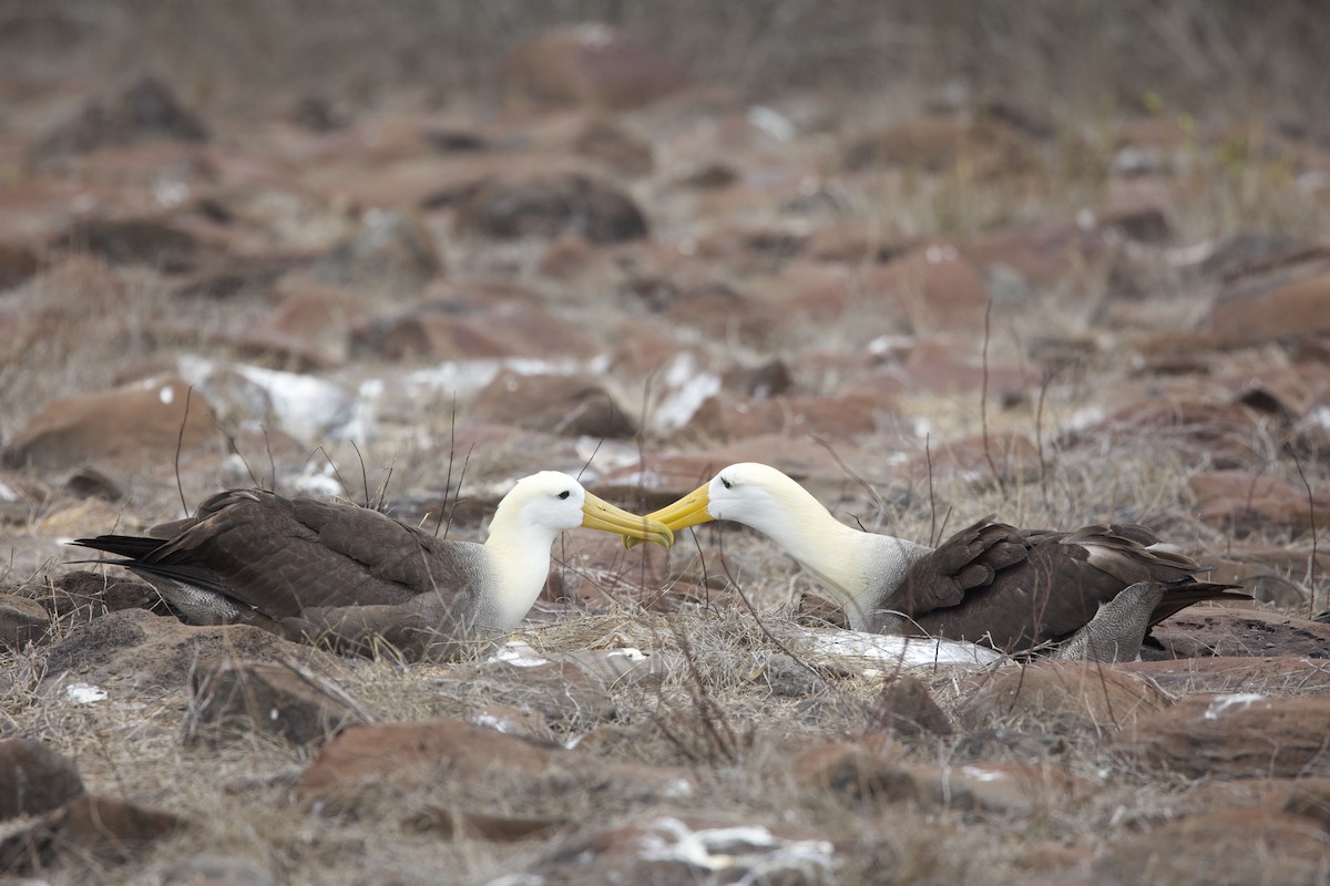 Waved Albatross - ML646995545