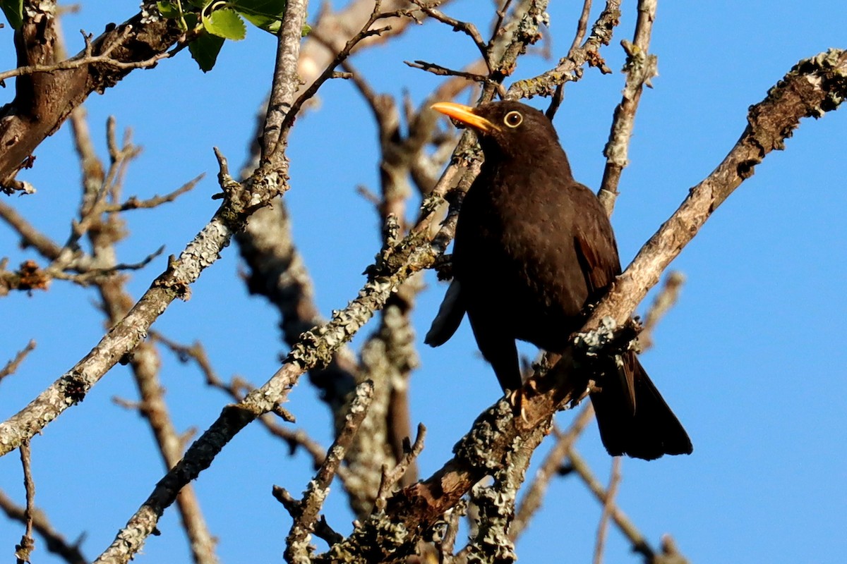 Хігуанко - ML646995547