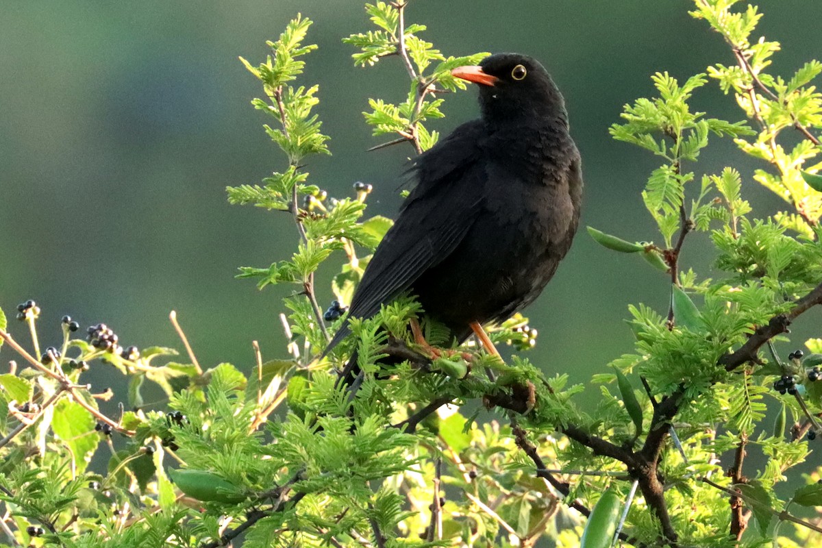 Хігуанко - ML646995548