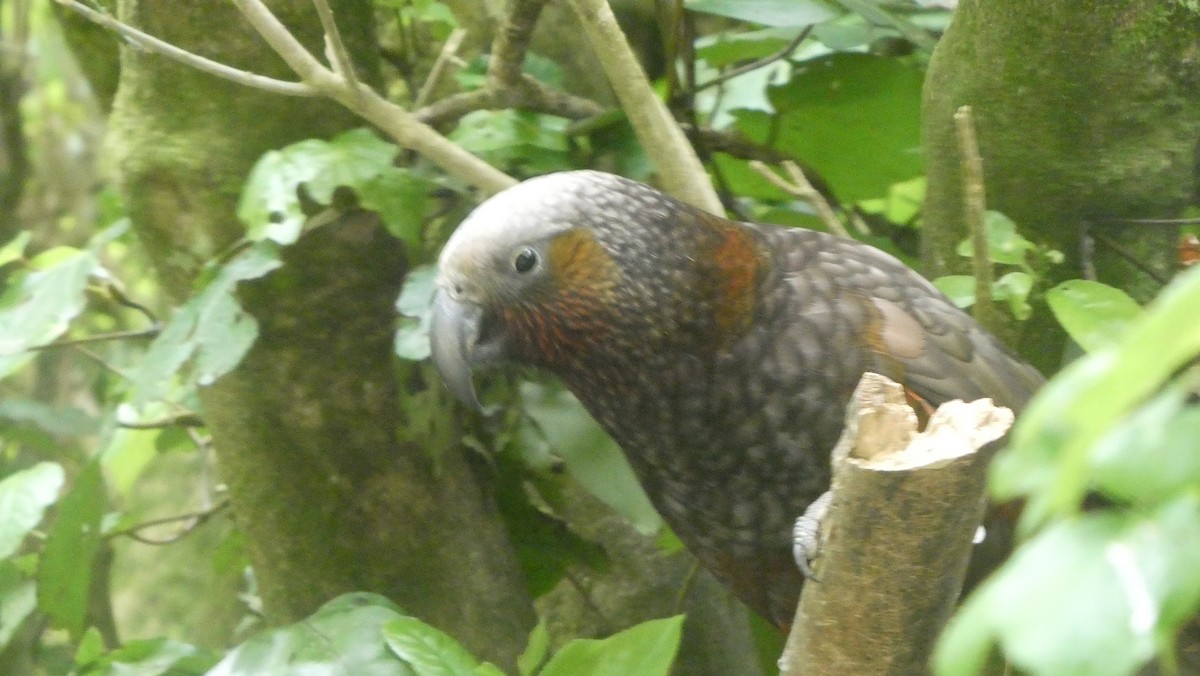New Zealand Kaka - ML646995552