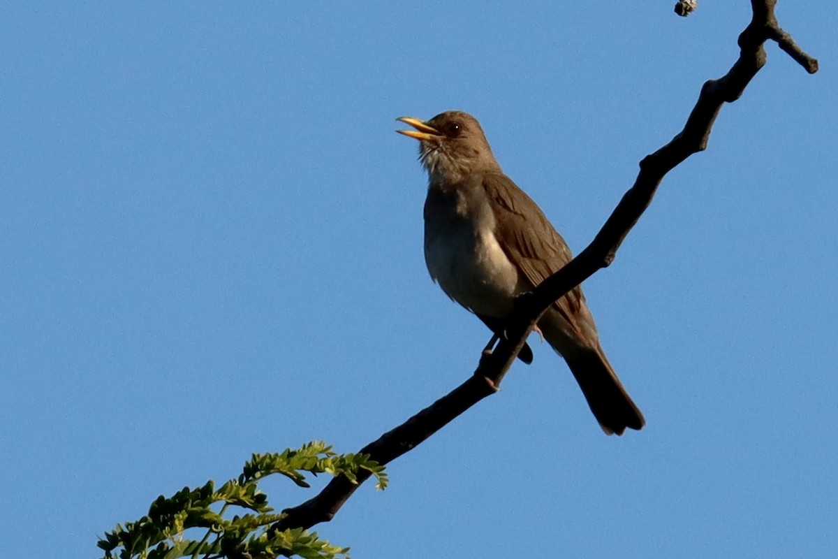 Дрізд кремововолий - ML646995557