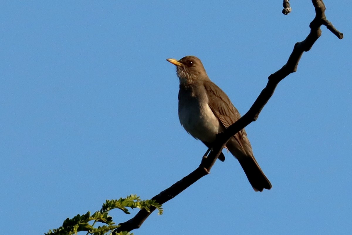 Дрізд кремововолий - ML646995558