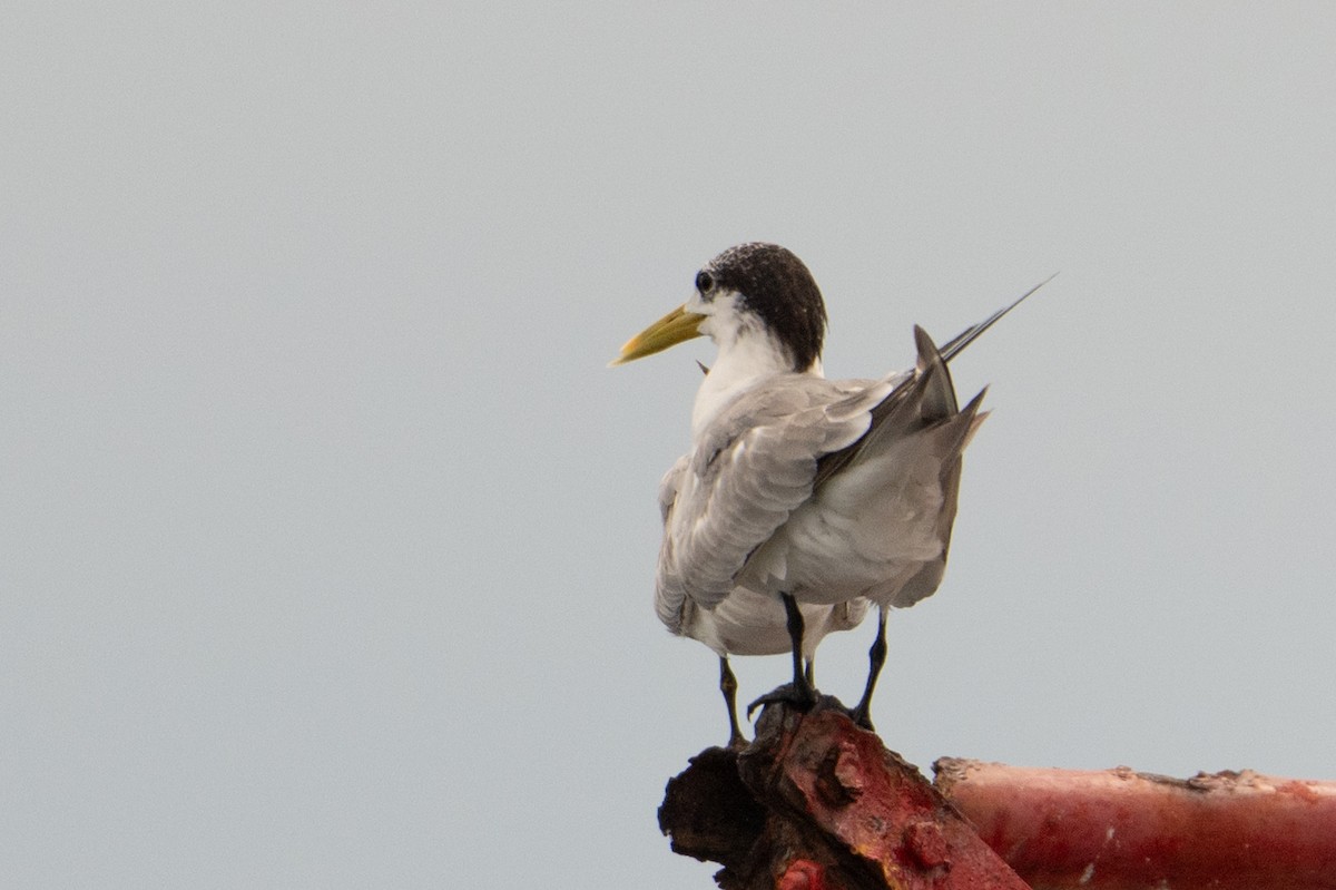 Eilseeschwalbe - ML646995559