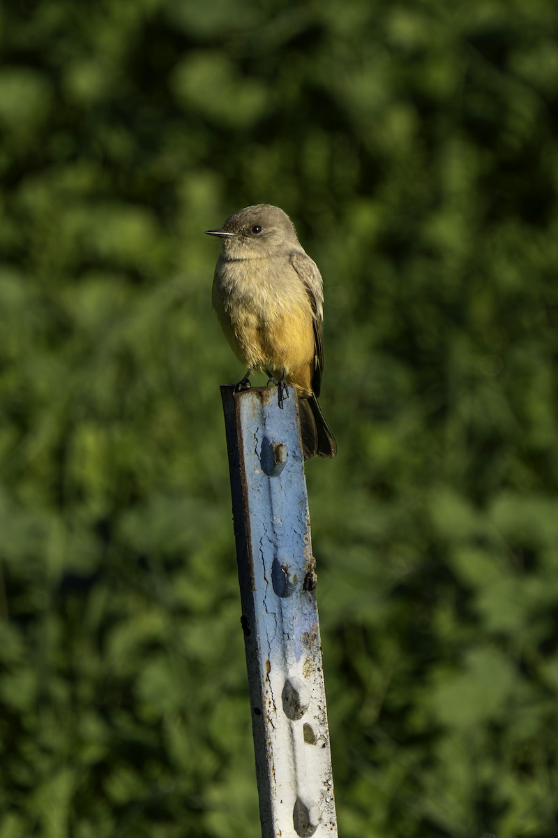 Zimtbauch-Phoebetyrann - ML646995561