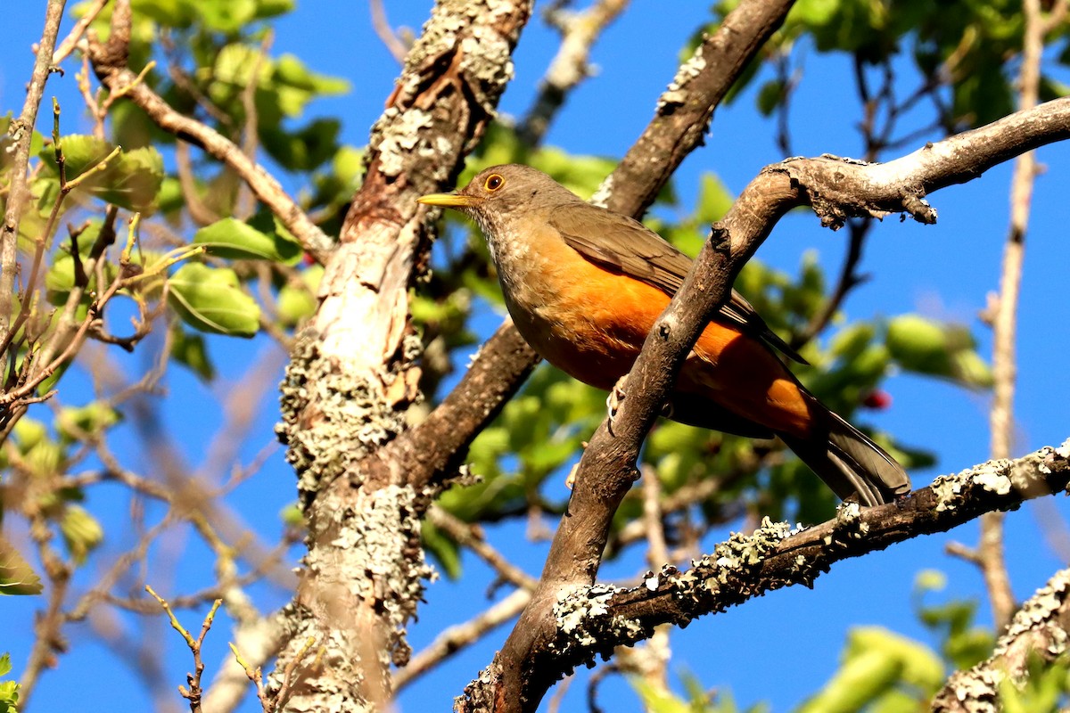 Дрізд рудочеревий - ML646995565