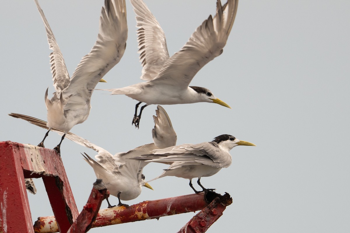 Eilseeschwalbe - ML646995570