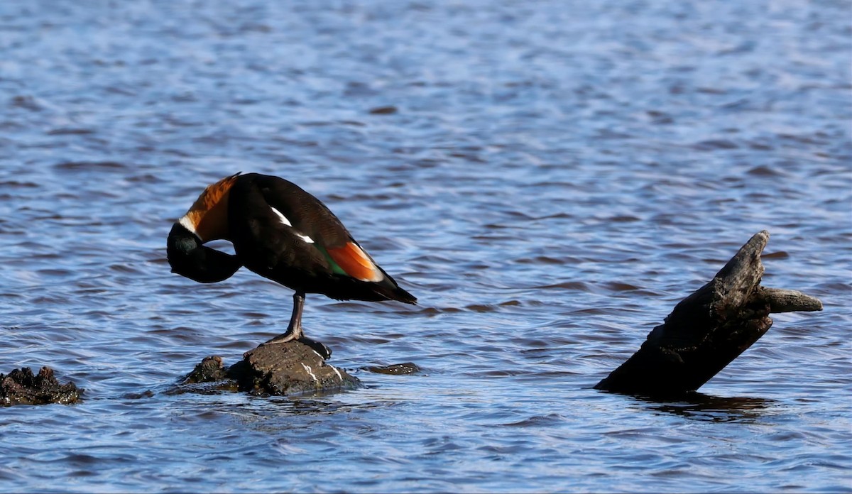 Australian Shelduck - ML646995571
