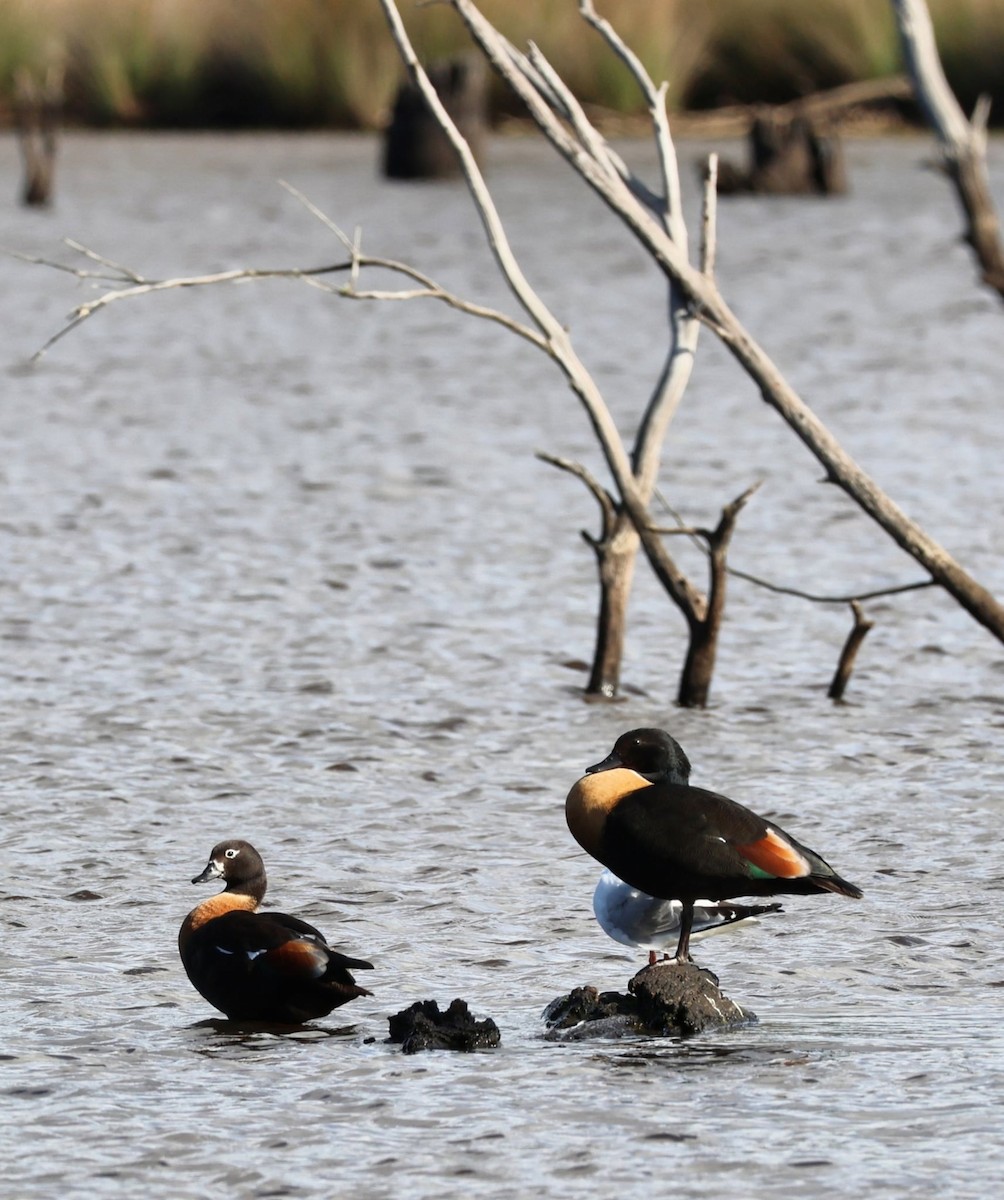 Australian Shelduck - ML646995572
