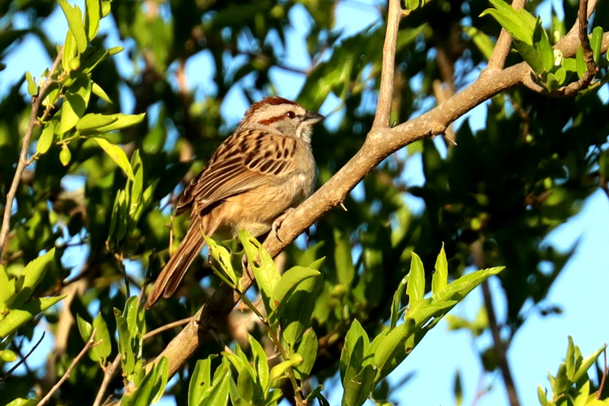 Чінголо строкатоголовий - ML646995574