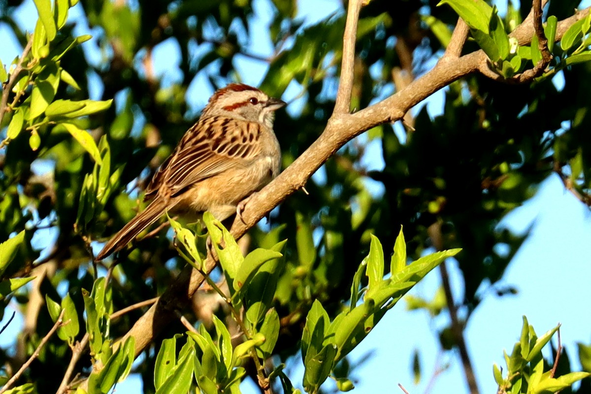 Чінголо строкатоголовий - ML646995575