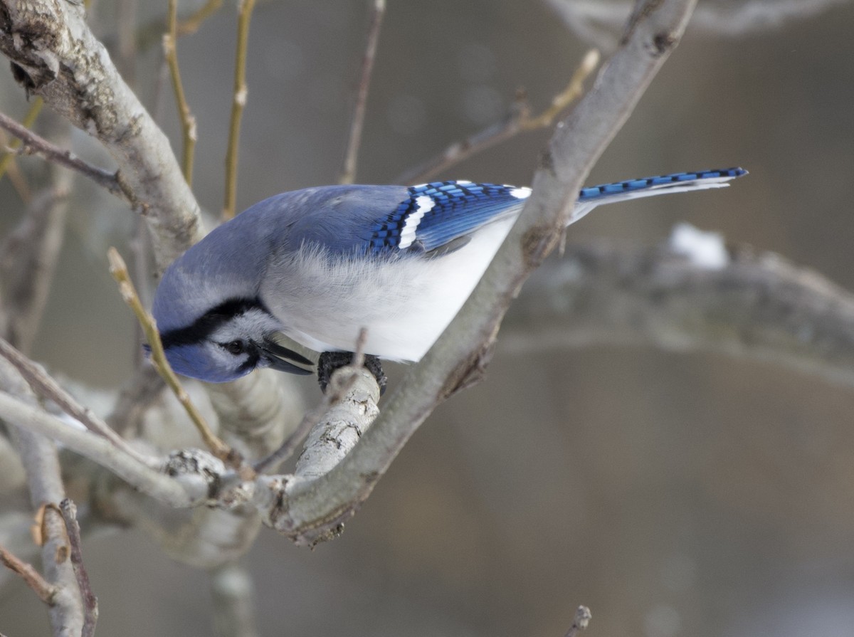 Mavi Karga - ML646995576