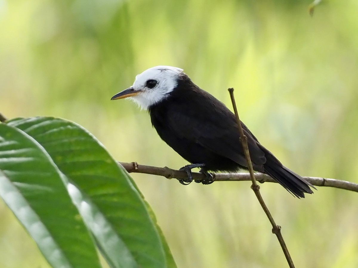 Віюдита білоголова - ML646995577