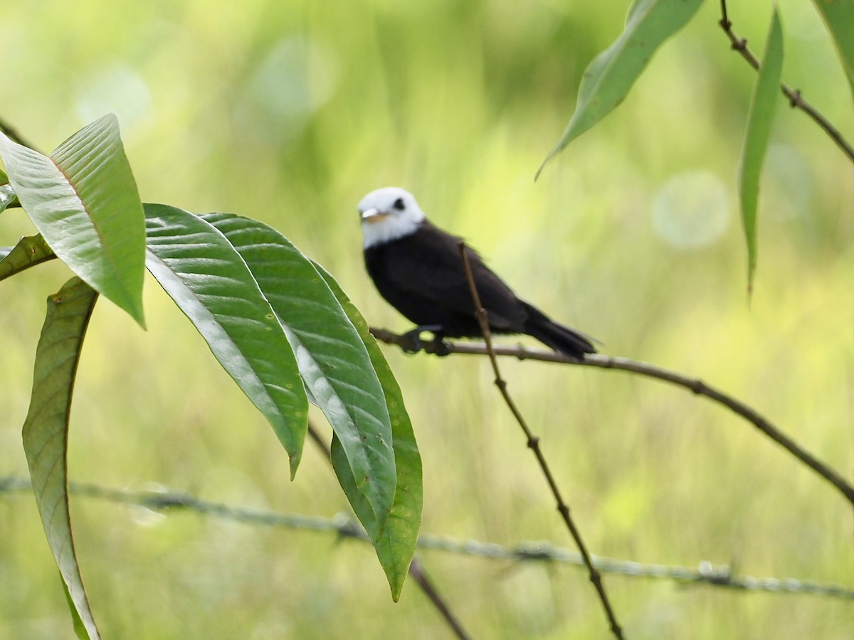 Віюдита білоголова - ML646995578