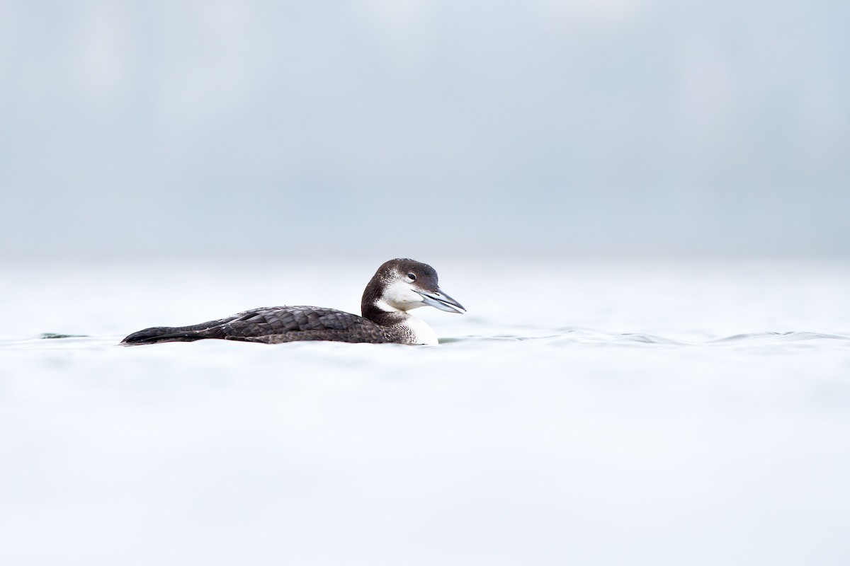 Common Loon - ML646995587