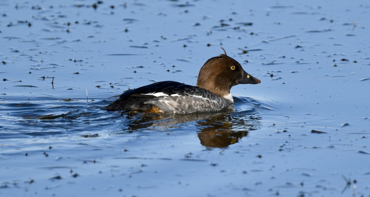 Porrón Osculado - ML646995590