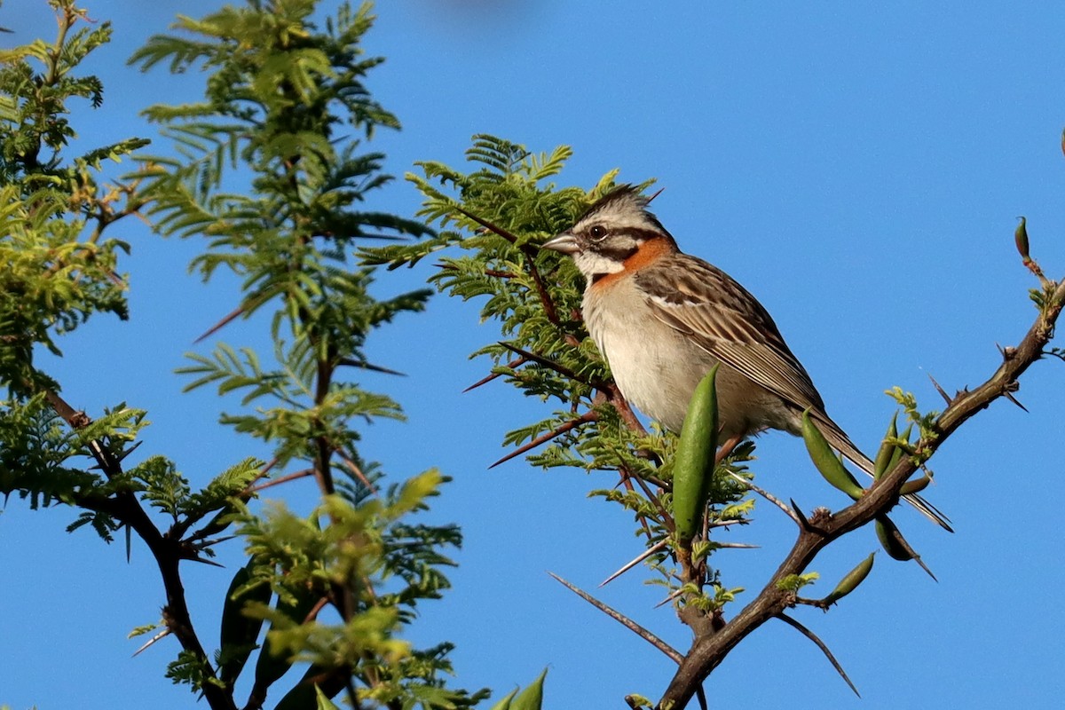 Бруант рудошиїй - ML646995596