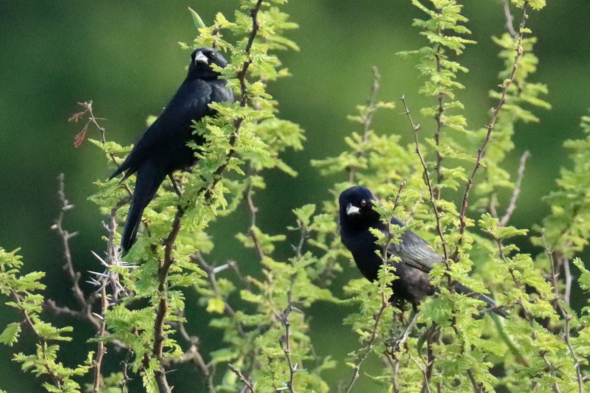 Вашер синій - ML646995603