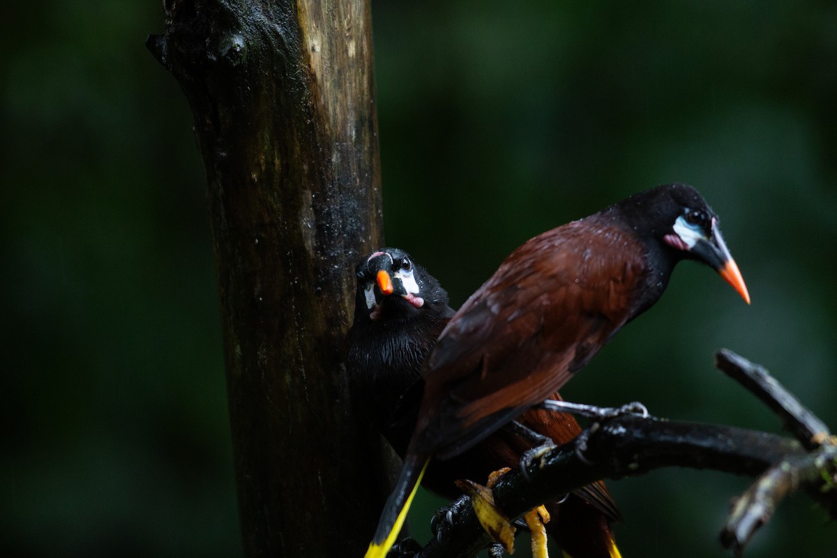 Montezuma Oropendola - ML646995607