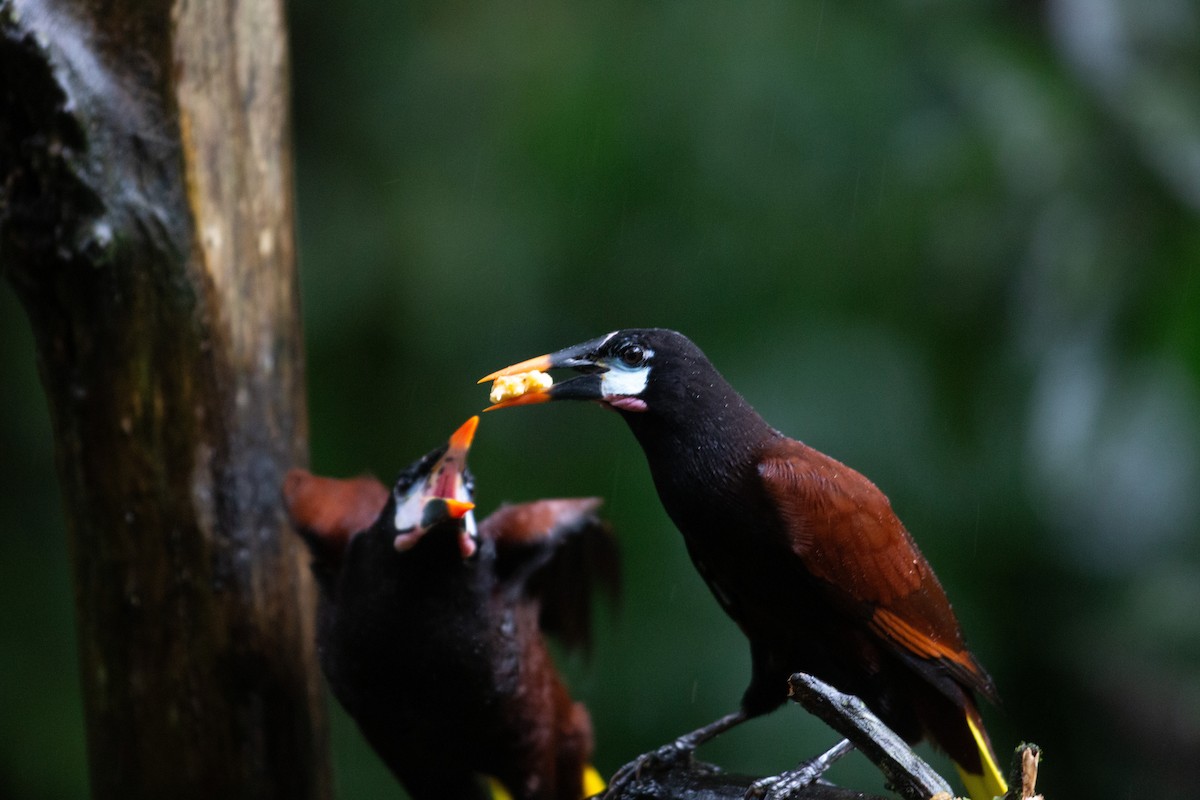 Montezuma Oropendola - ML646995608