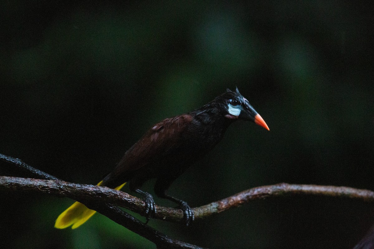 Montezuma Oropendola - ML646995609