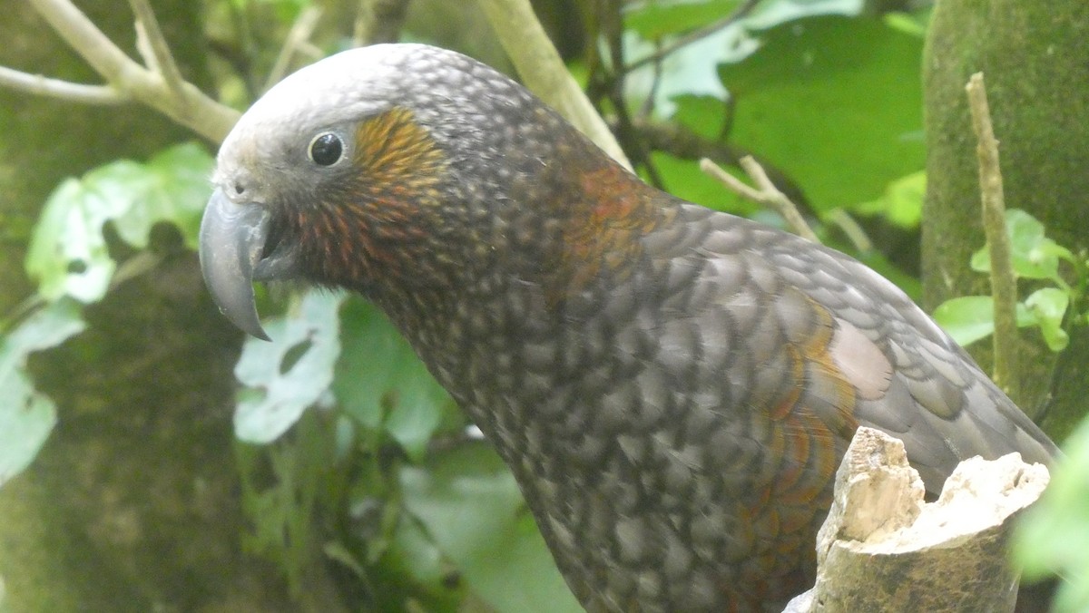 New Zealand Kaka - ML646995611