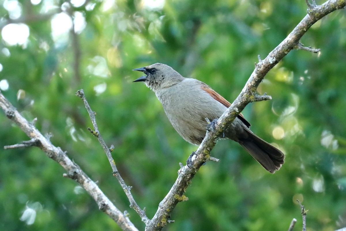 Вашер рудокрилий - ML646995618