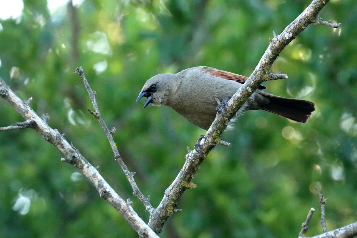 Вашер рудокрилий - ML646995622