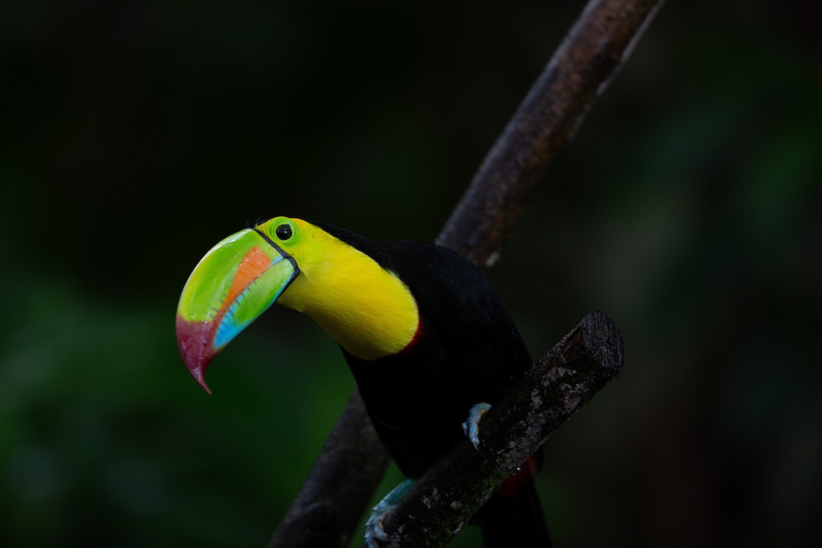Keel-billed Toucan - ML646995623
