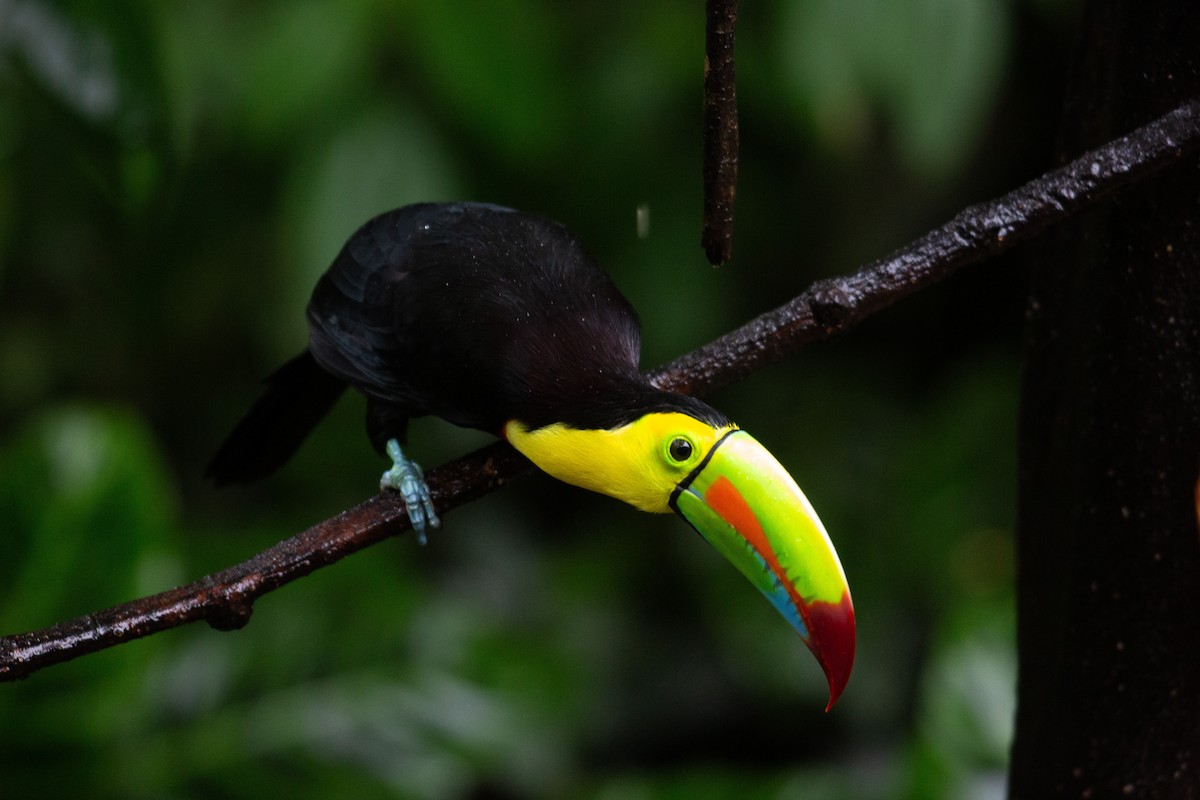 Keel-billed Toucan - ML646995624