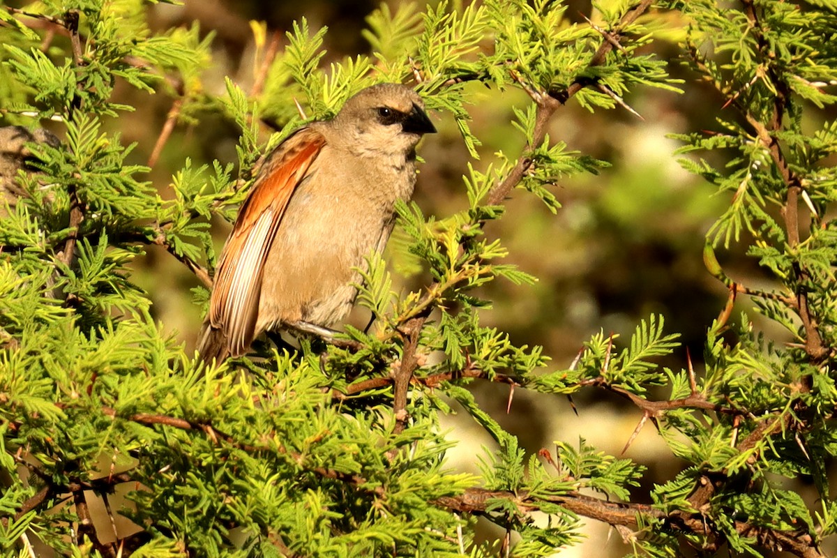 Вашер рудокрилий - ML646995625