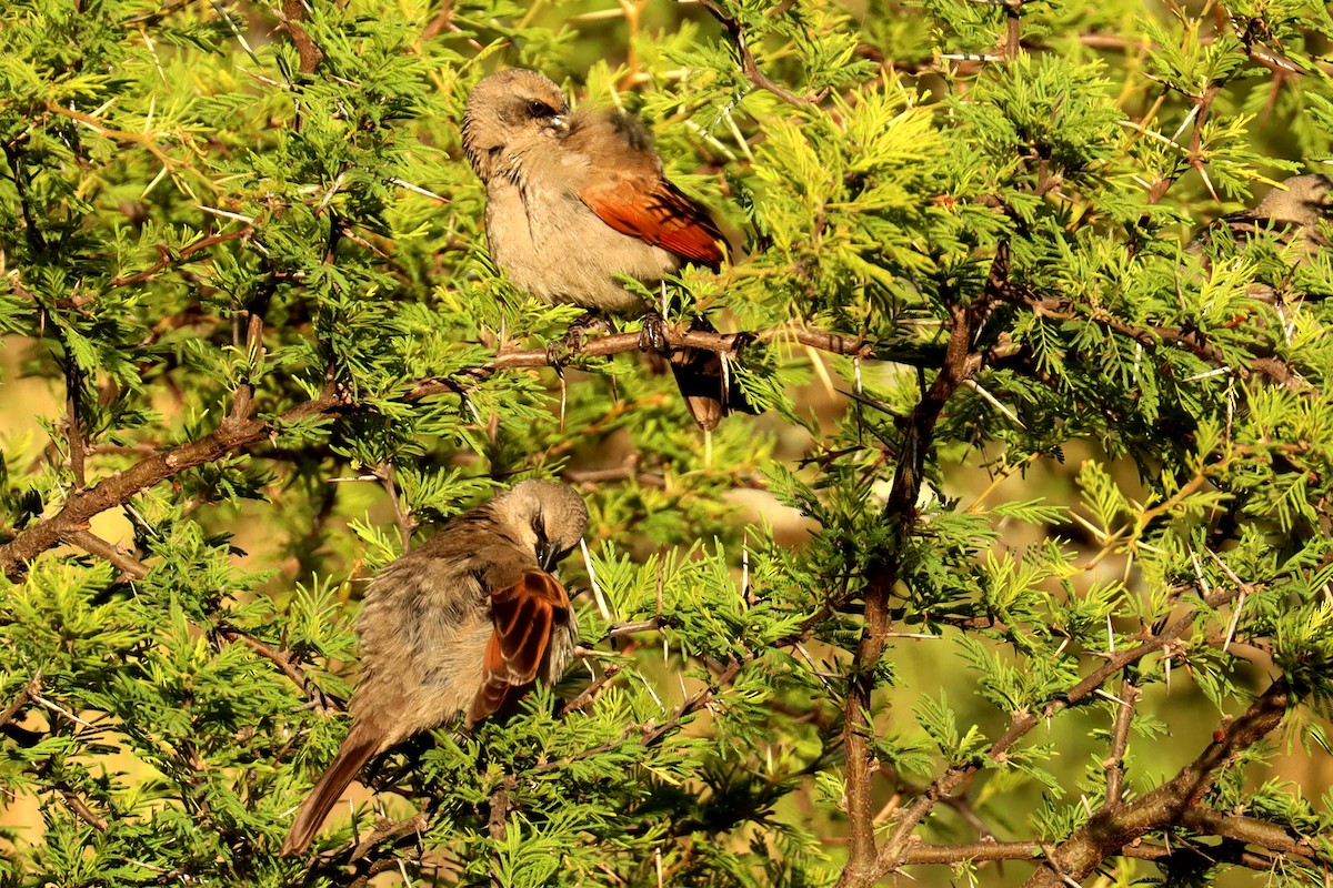 Вашер рудокрилий - ML646995626