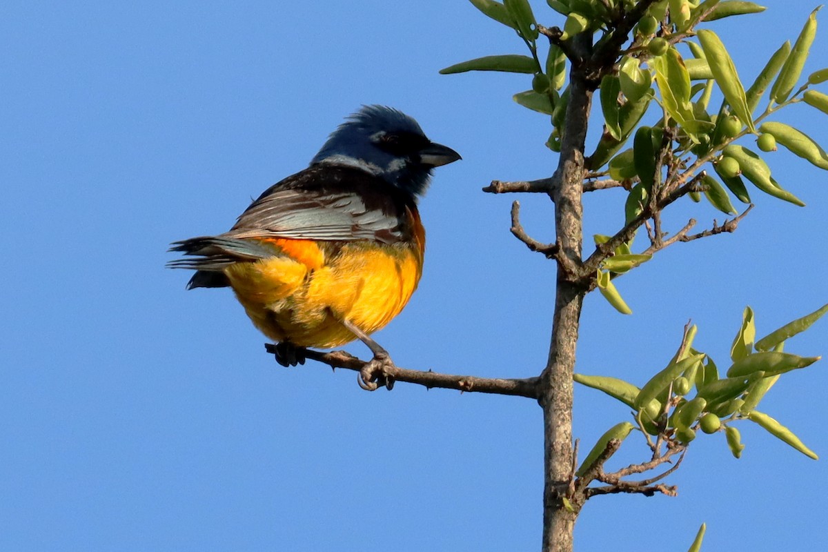 Саяка жовто-синя - ML646995643