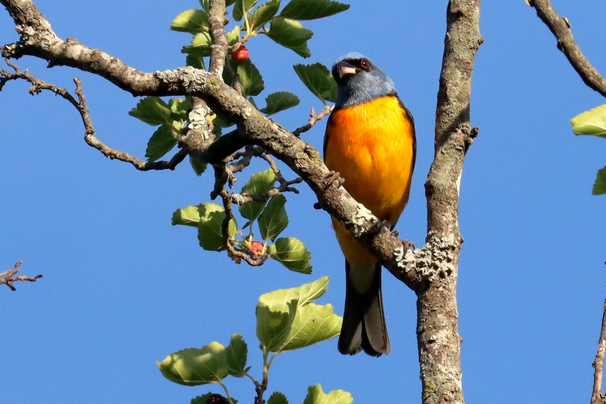 Саяка жовто-синя - ML646995644