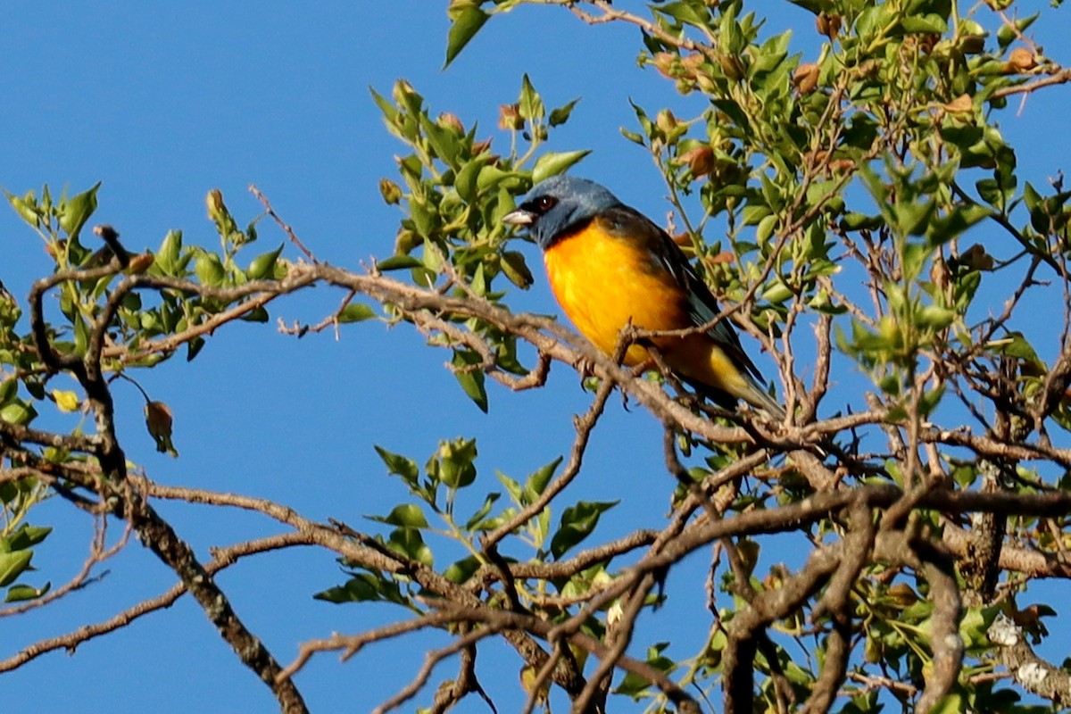 Саяка жовто-синя - ML646995646