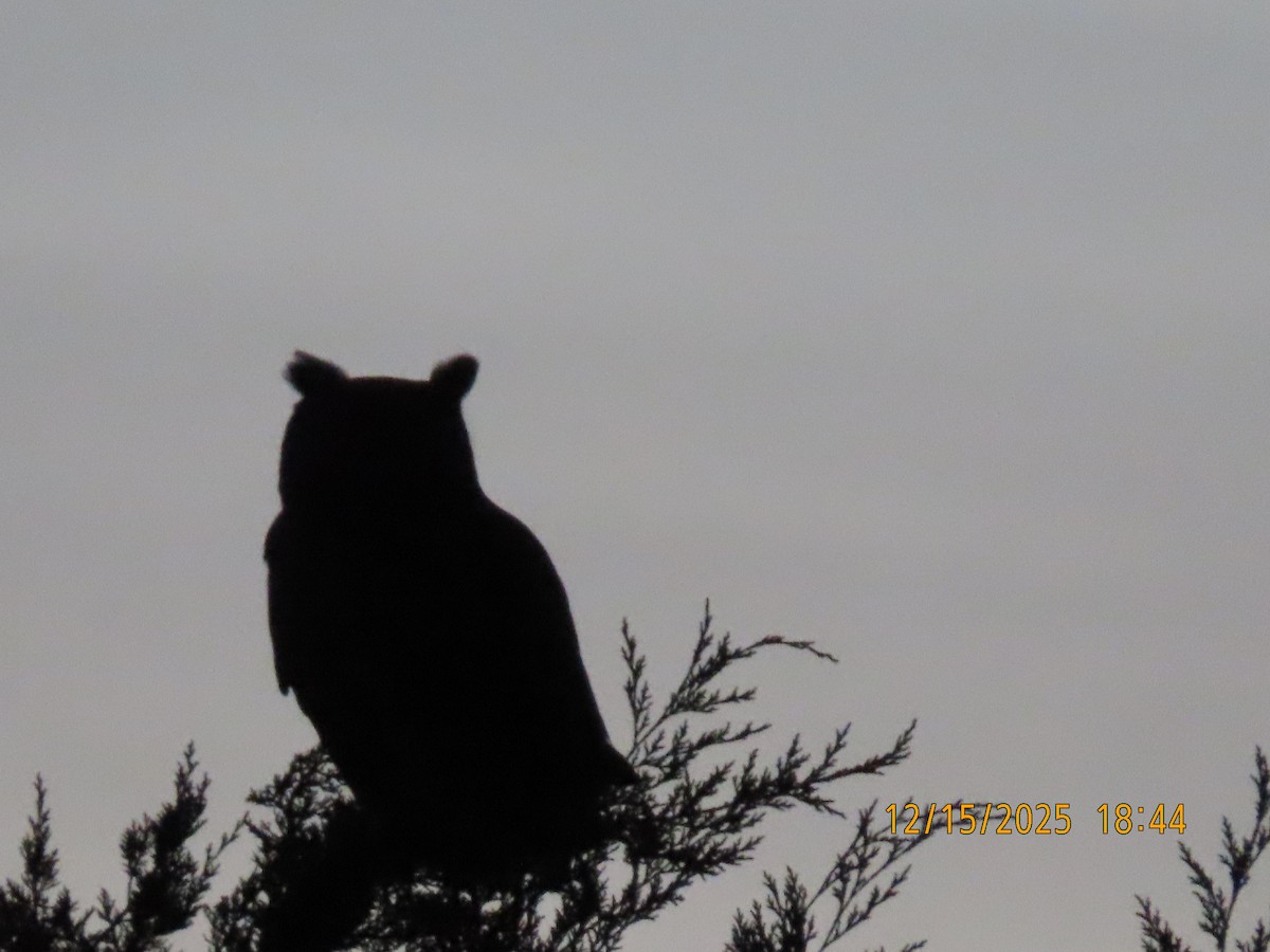 Great Horned Owl - ML646995648