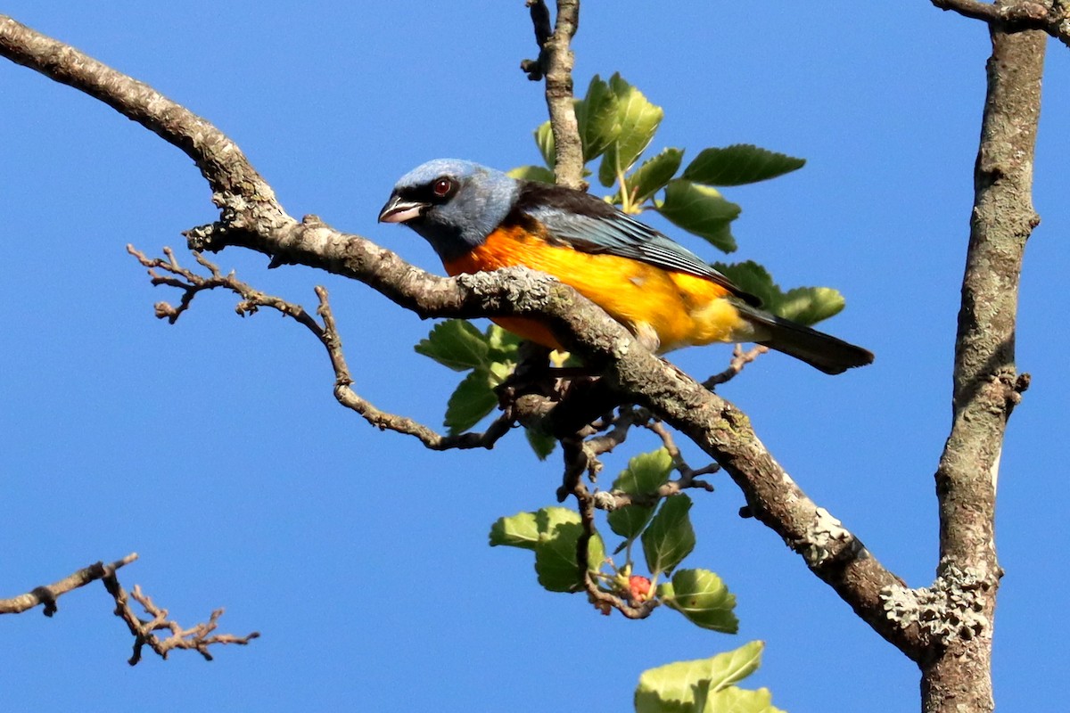 Саяка жовто-синя - ML646995649