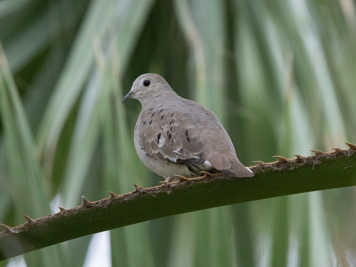 Serçe Kumrusu - ML646995650