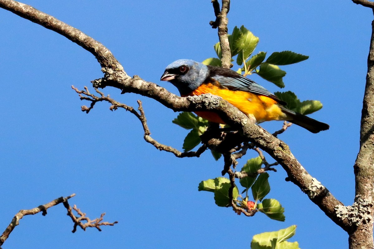 Саяка жовто-синя - ML646995651