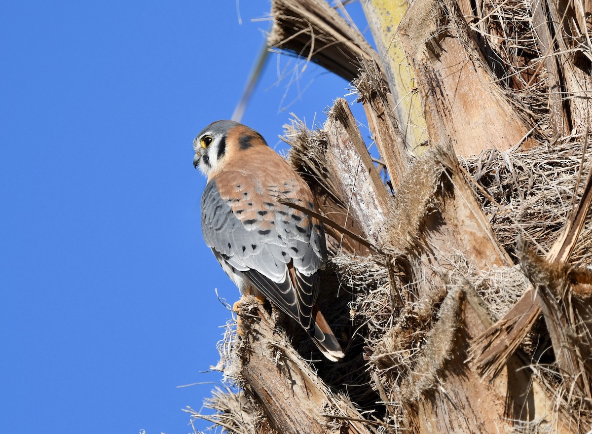 Cernícalo Americano - ML646995653