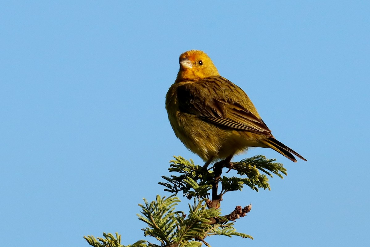 Посвірж золотоголовий - ML646995656