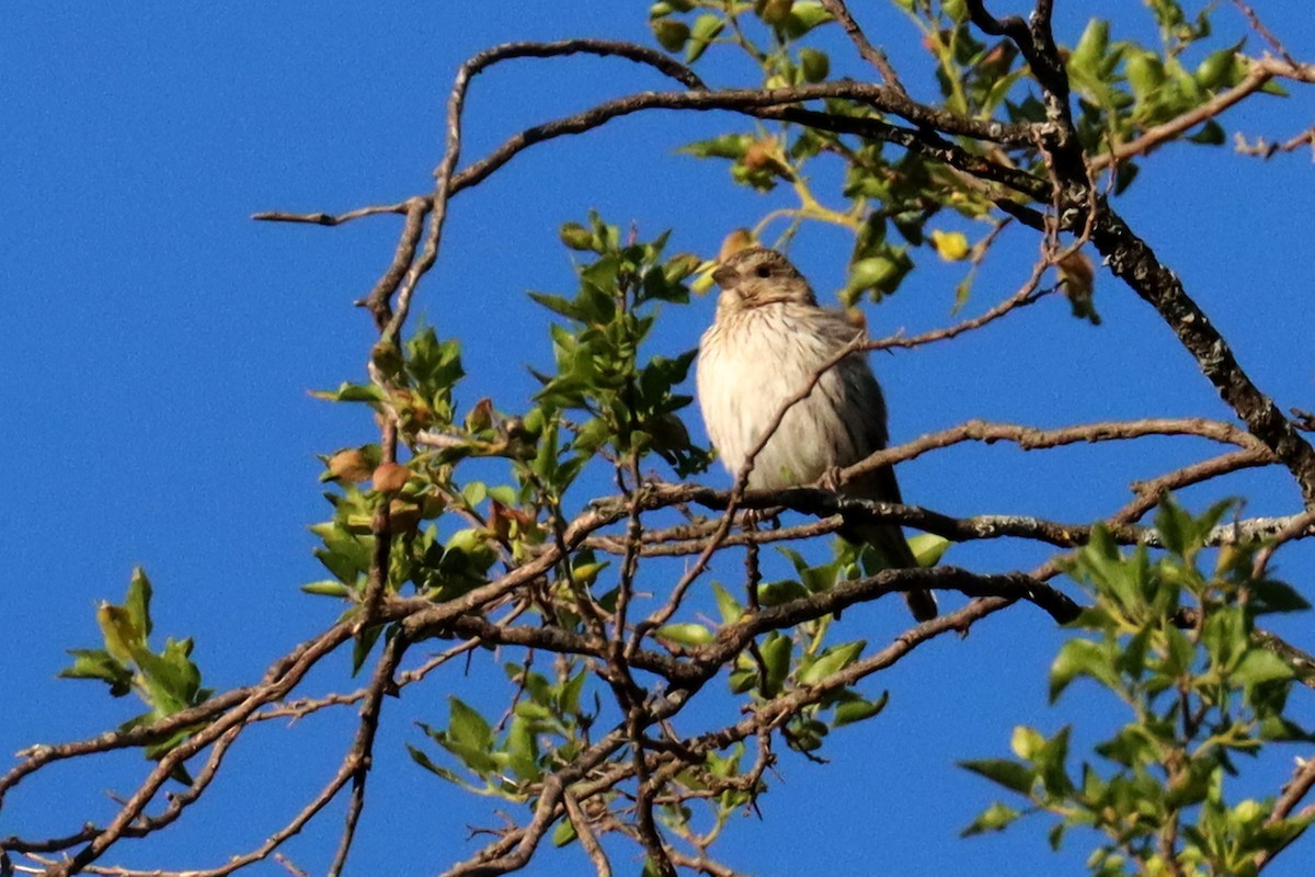 Посвірж золотоголовий - ML646995658