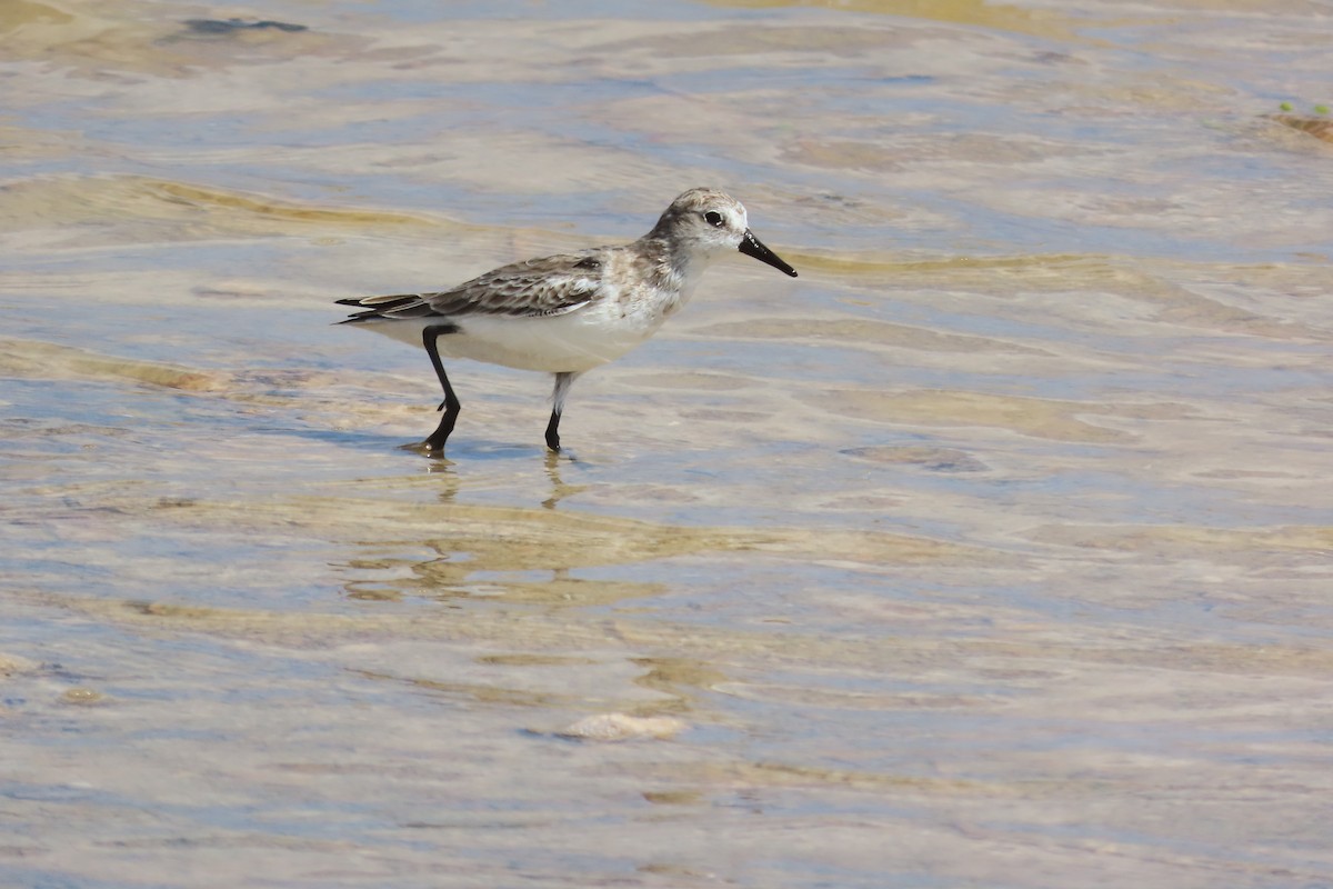 Semipalmated Sandpiper - ML646995659