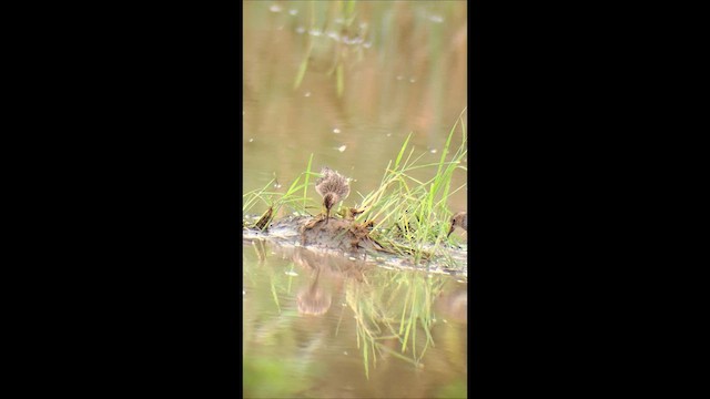 Pectoral Sandpiper - ML646995662