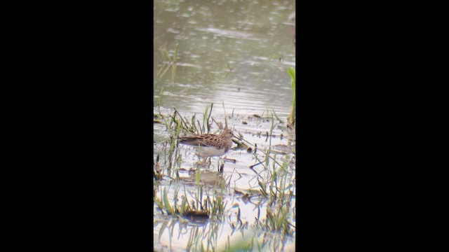 Pectoral Sandpiper - ML646995663
