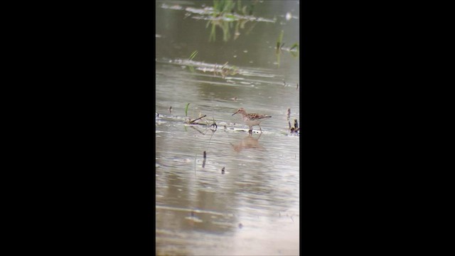 Pectoral Sandpiper - ML646995664