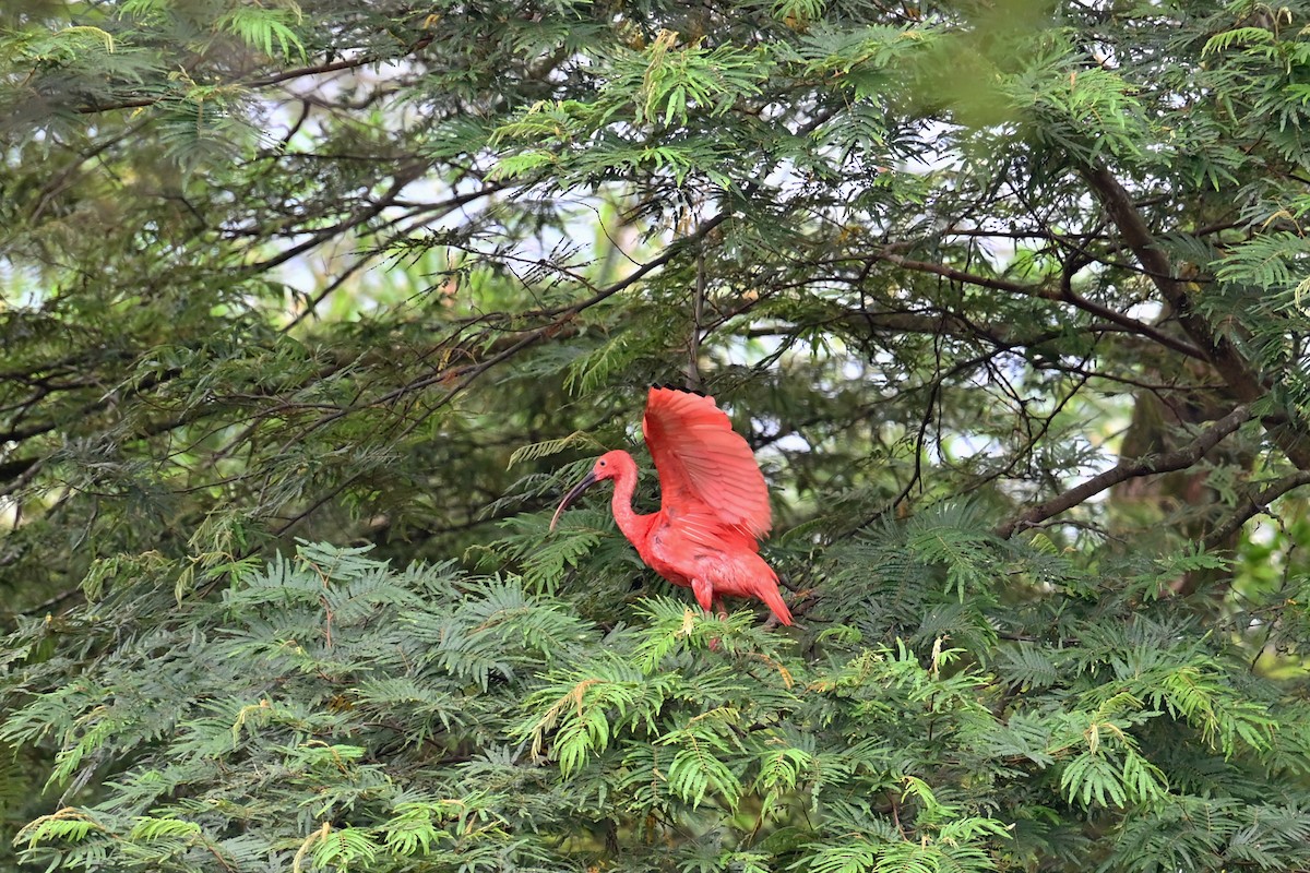 Scarlet Ibis - ML646995665