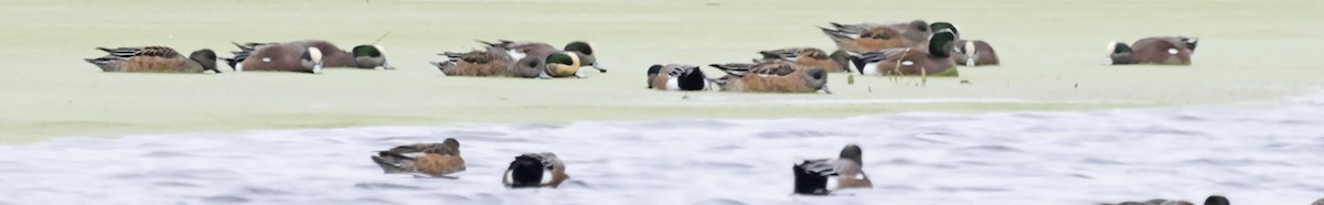 American Wigeon - ML646995668