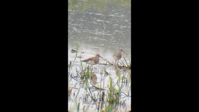 Pectoral Sandpiper - ML646995669