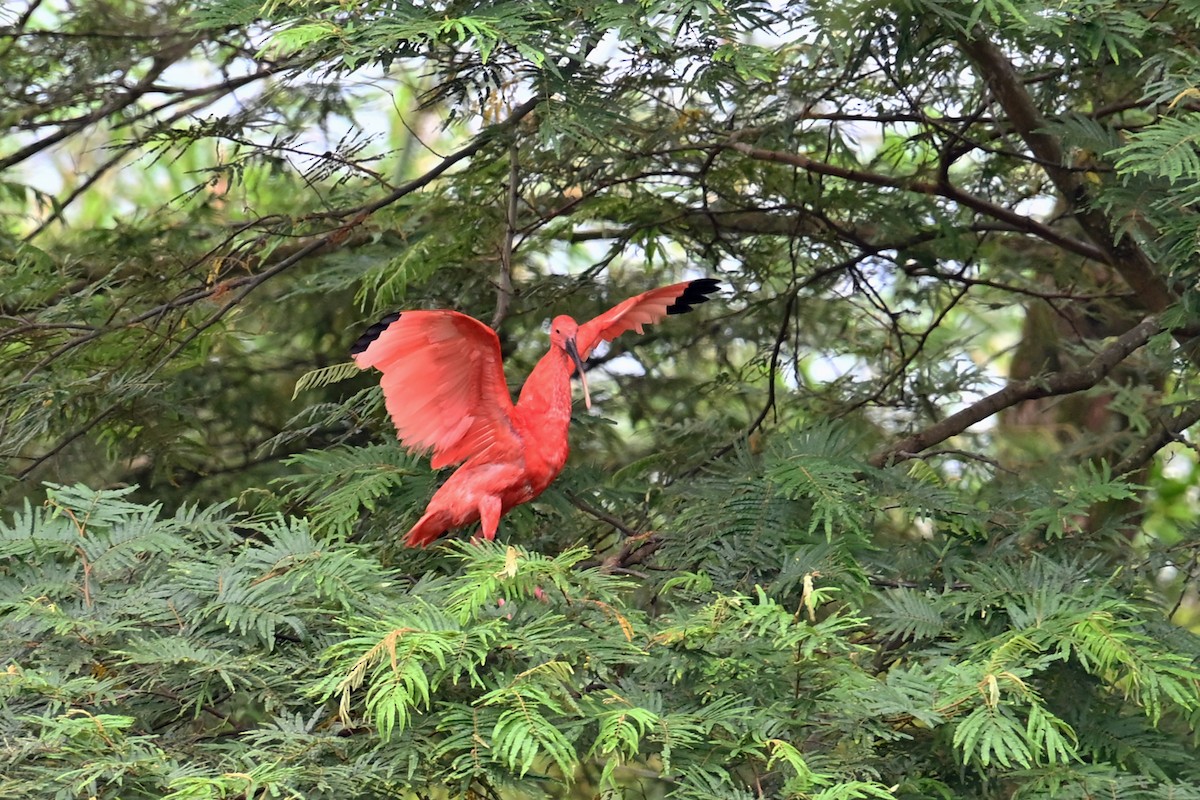 Scarlet Ibis - ML646995670