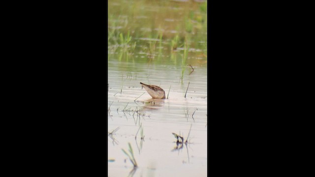 Pectoral Sandpiper - ML646995671